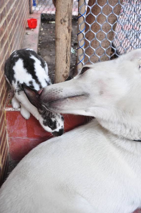 Amizade entre o cão e o coelho no Hostal Mamallena, em Cartagena, na Colômbia